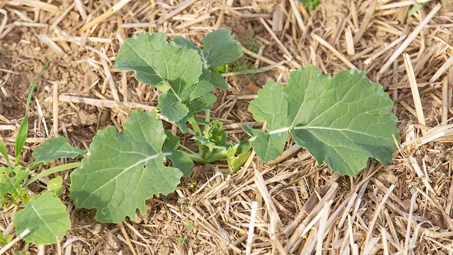 Young OSR plant