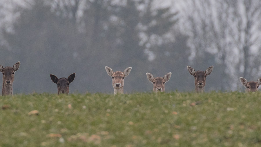 Deer in a row