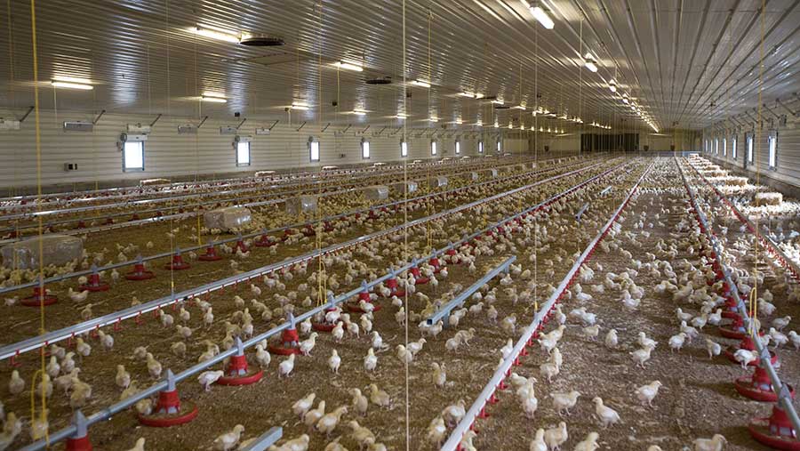 Chick placings hit September record above 90m birds - Farmers Weekly