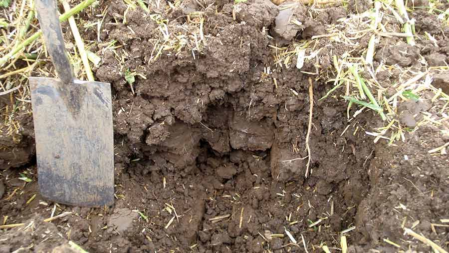 Man-made vertical cracks in compacted layer below cultivated surface