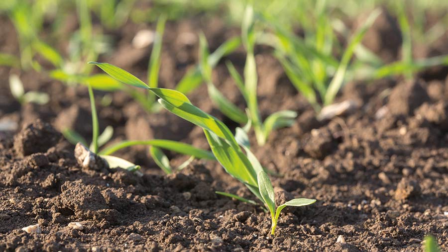 Sugar beet undersown with barley