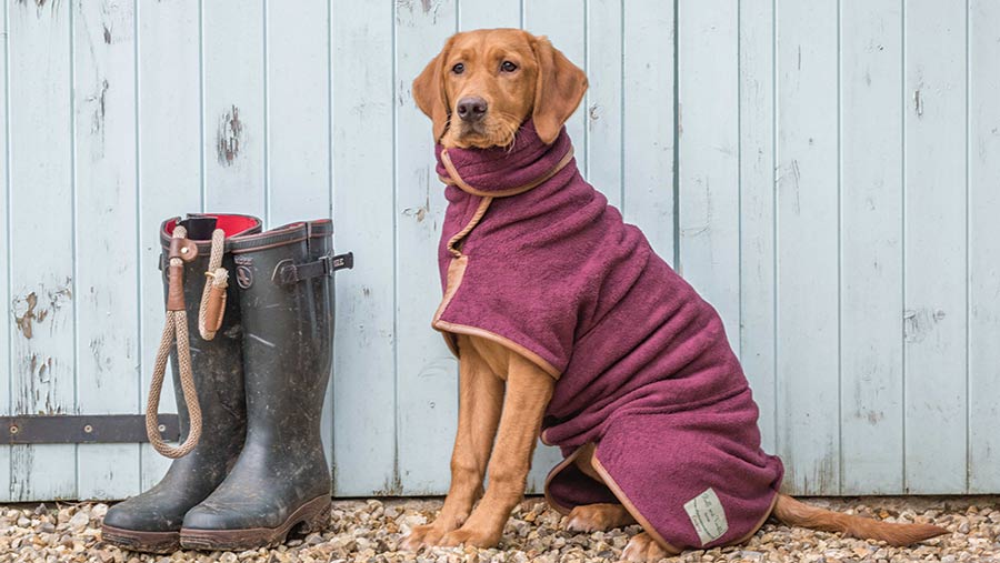 A majestic Labrador sits wearing a burgundy drying coat