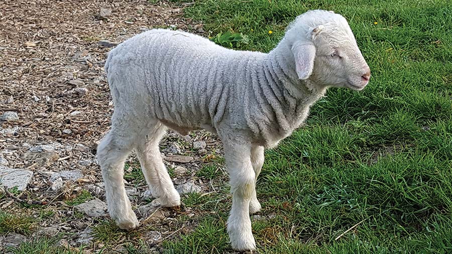 Merino ram lamb at two weeks old