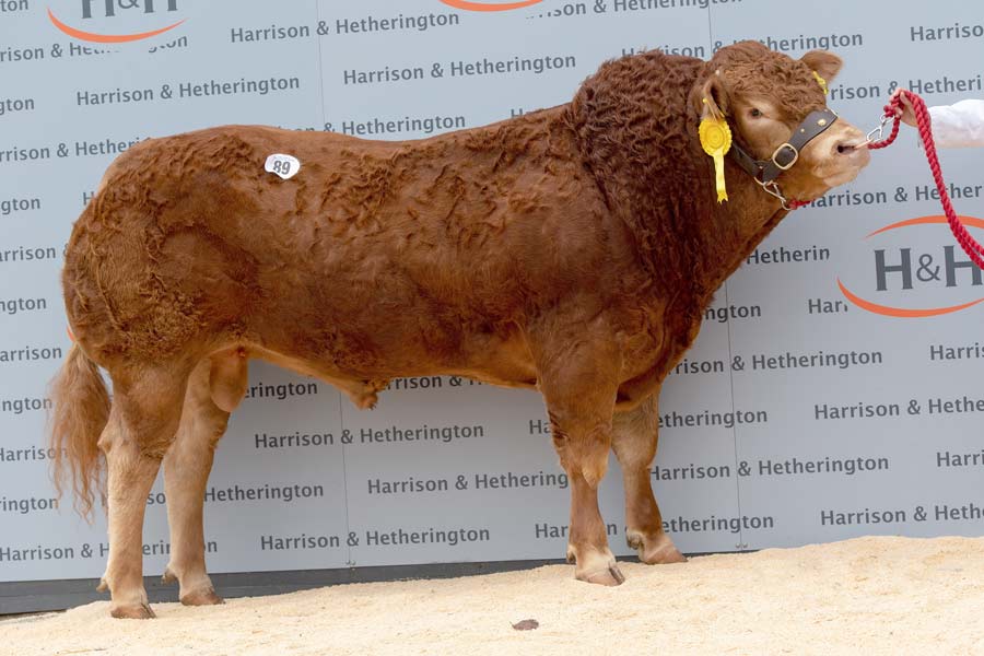 Limousin bull Huntershall Nutcracker