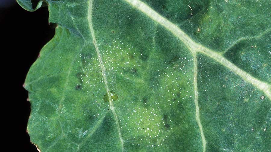 Close-up of light leaf spot on an OSR leaf