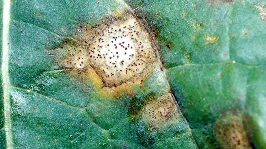 Typical phoma leaf spot on OSR © Blackthorn Arable