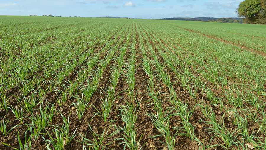 A field of emerging winter wheat