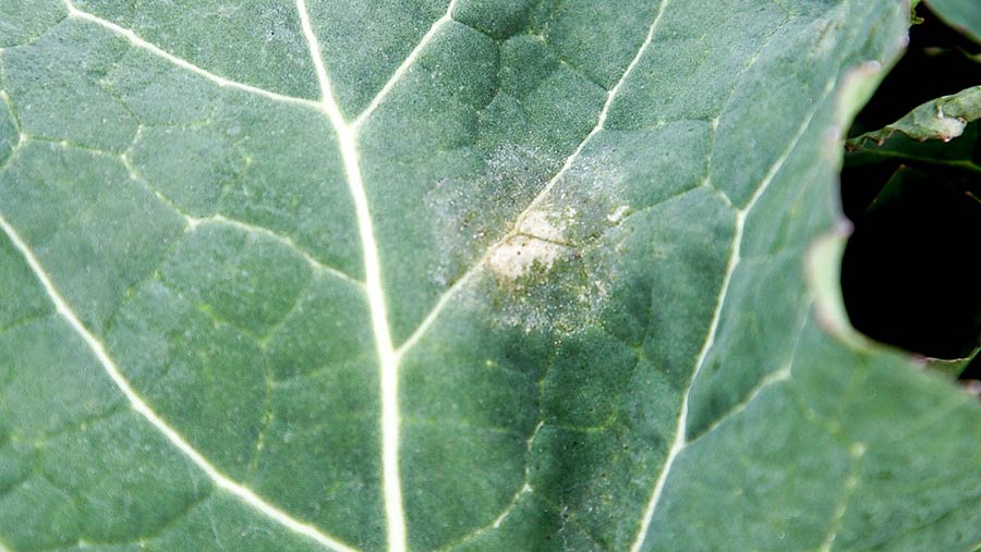 Light leaf spot in oilseed rape is this - Farmers Weekly