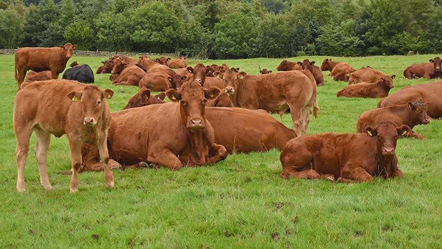Cows and calfs outdoors at Mainsrigg Farm
