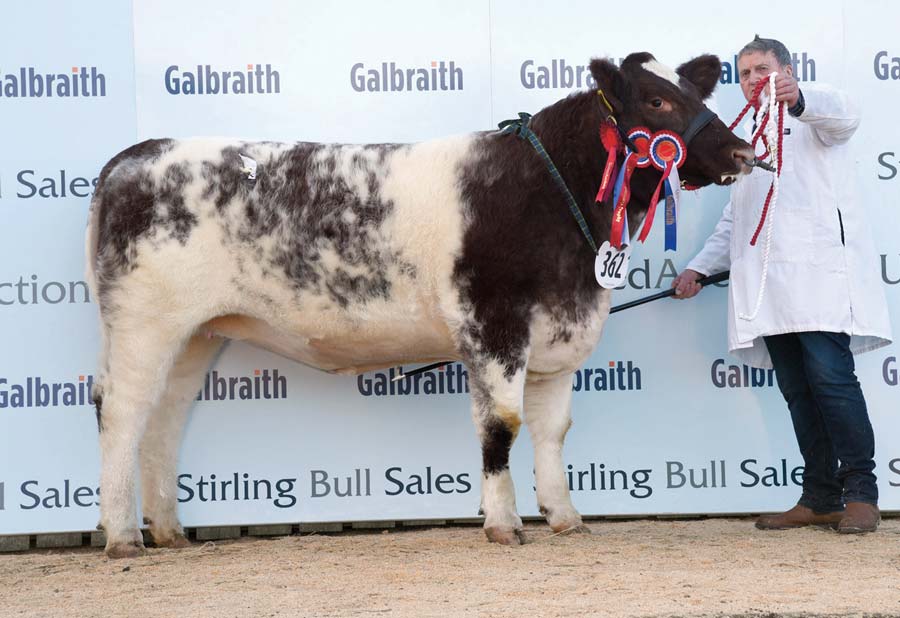 Beef Shorthorns peak at 12,000gns at Stirling - Farmers Weekly