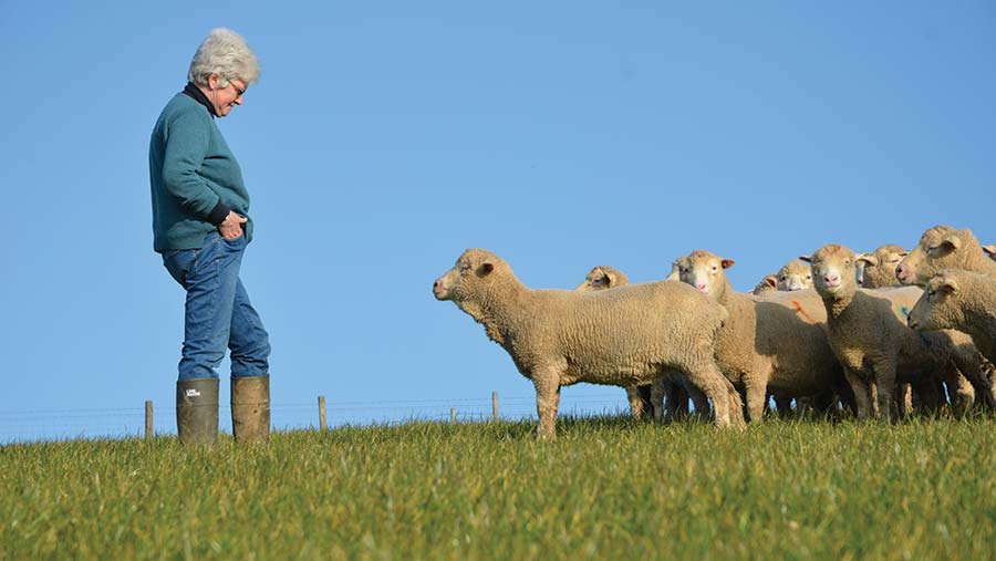 Lesley Prior with Merino ewes