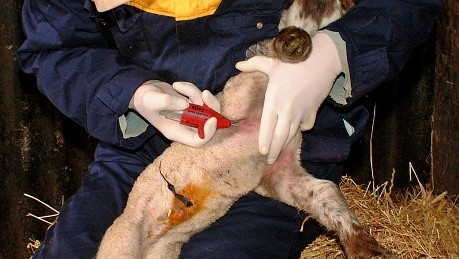 A farmer vaccinating a lamb
