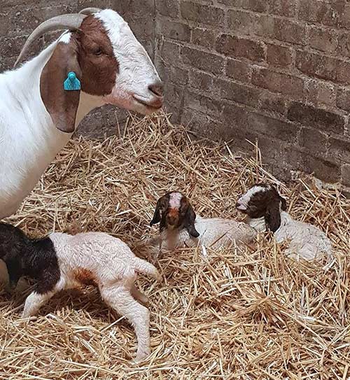 Boer ewe and her three three kids