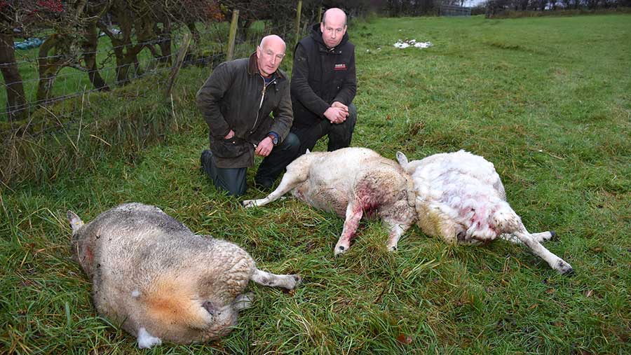 Farmers Michael Buckley, left, and David Hamilton with three of the pedigree in-lambs ewes that died as a result of attacks by dogs