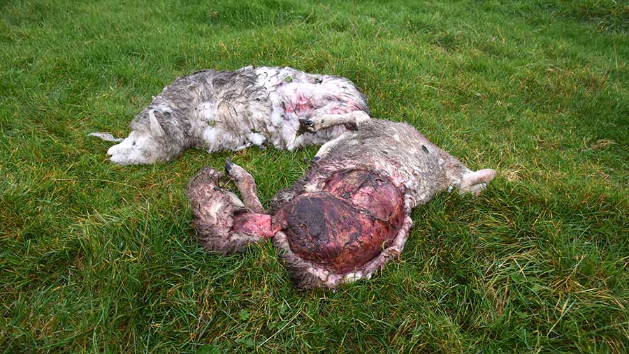 The dogs stripped the skin from one of the fat lambs