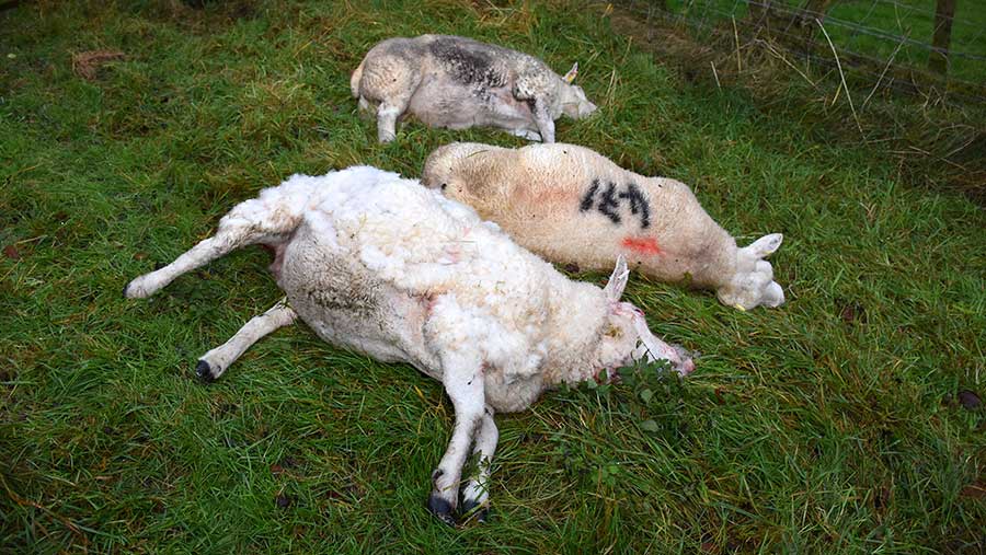 Three of the five in-lamb pedigree Texel ewes that were killed on Michael Buckley's farm © Chris McCullough