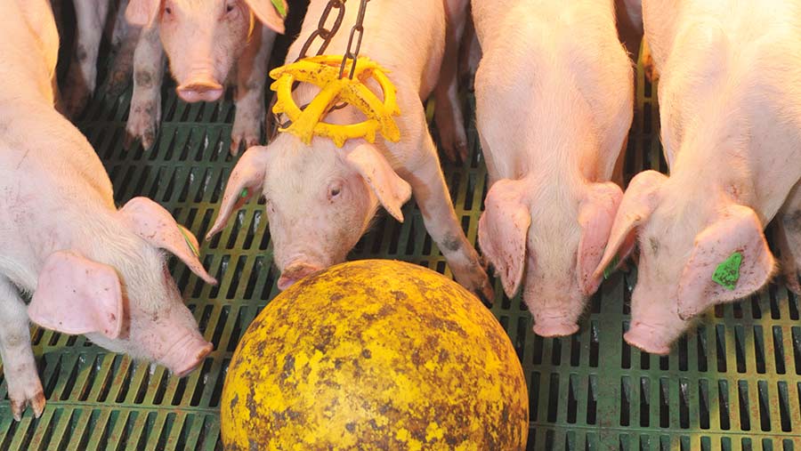 Pigs with enrichment toys