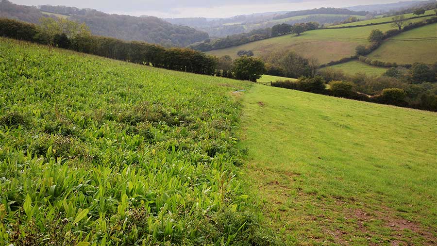 Herbal ley next to unimproved pasture