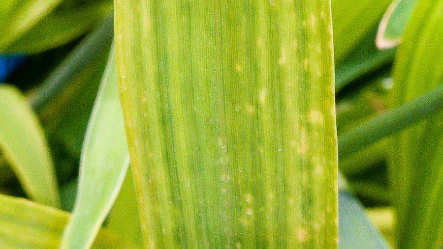 Wheat leaf showing magnesium deficiency