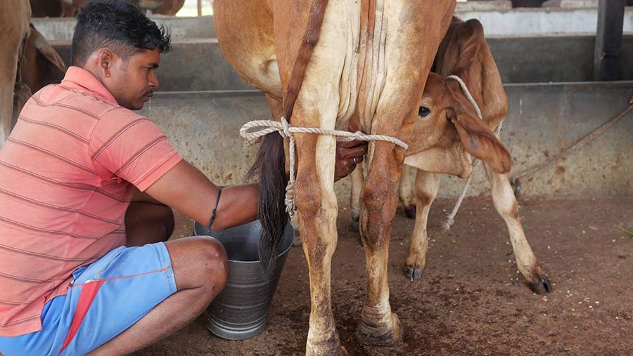 Cow being milked while feeding calf at Gavya Naturals farm in India