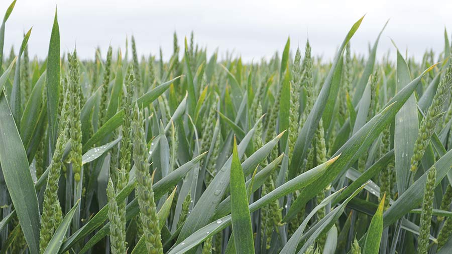 Field of Graham wheat