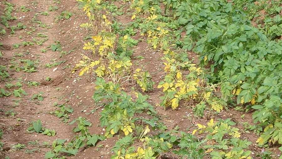 A field of Maris Peer potatoes suffering damage from potato cyst nematode