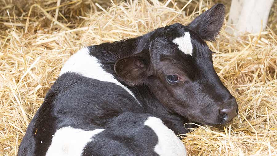 Dairy calf lying on straw