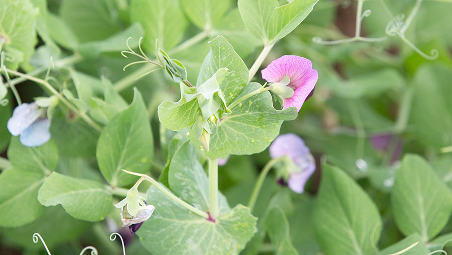 Close-up of pea plant