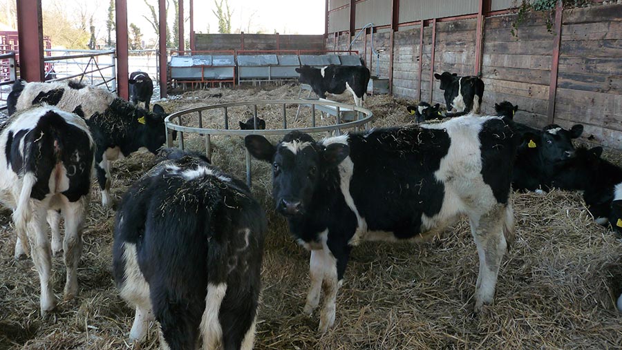 Dairy calves in barn