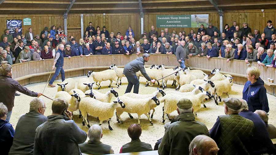Sheep in ring at North of England Mules sale