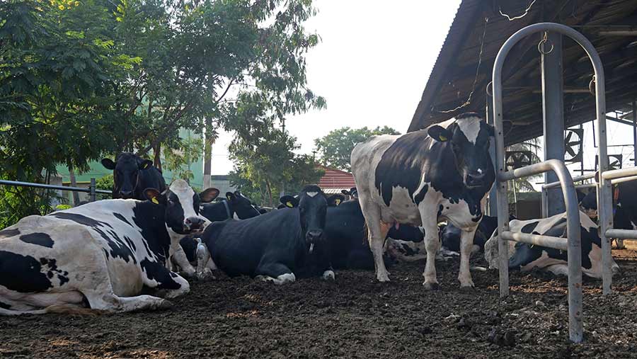 Dairy cows at Haveli dairy, Mulugu Village & Mandal, Siddipet, Telangana, India