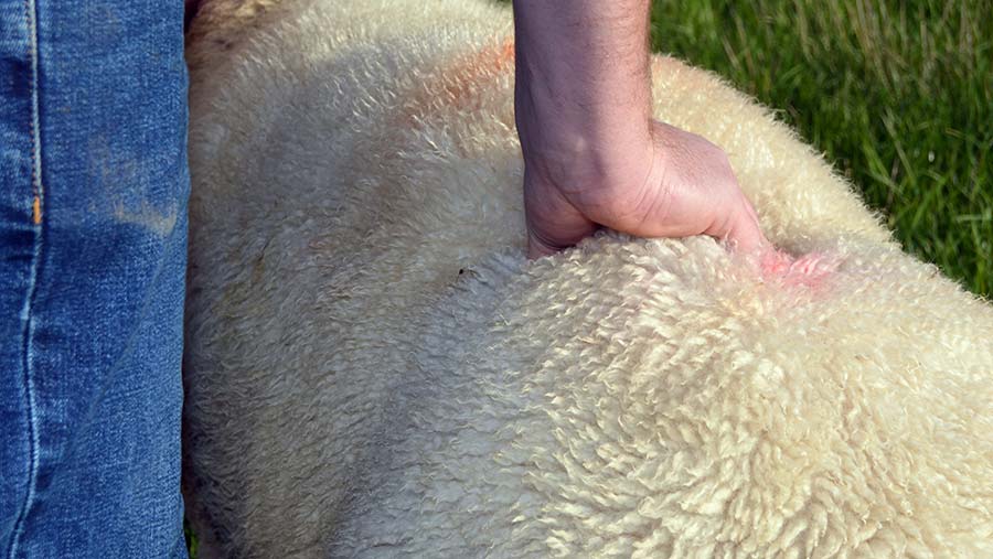 Man touching sheep's loin