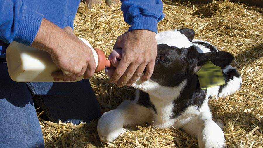 Calf being fed colostrum