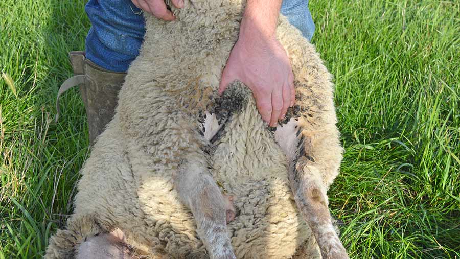 Man touching sheep's breast