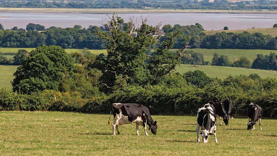 Cattle grazing with an estuary in the distance