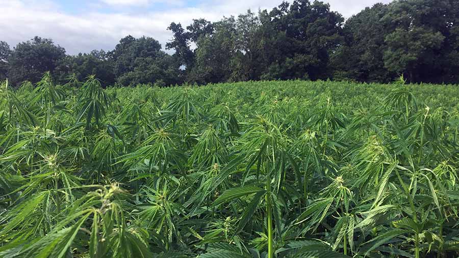 A field of hemp plants