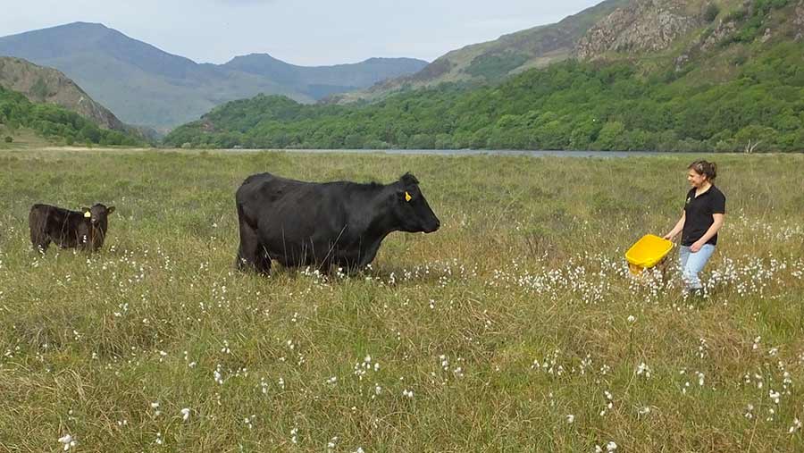 Teleri Fielden with cattle