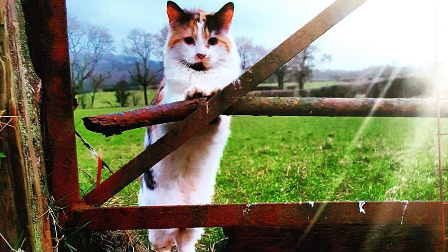 7 Farm Cats From Our Photo Competition Gallery Farmers Weekly