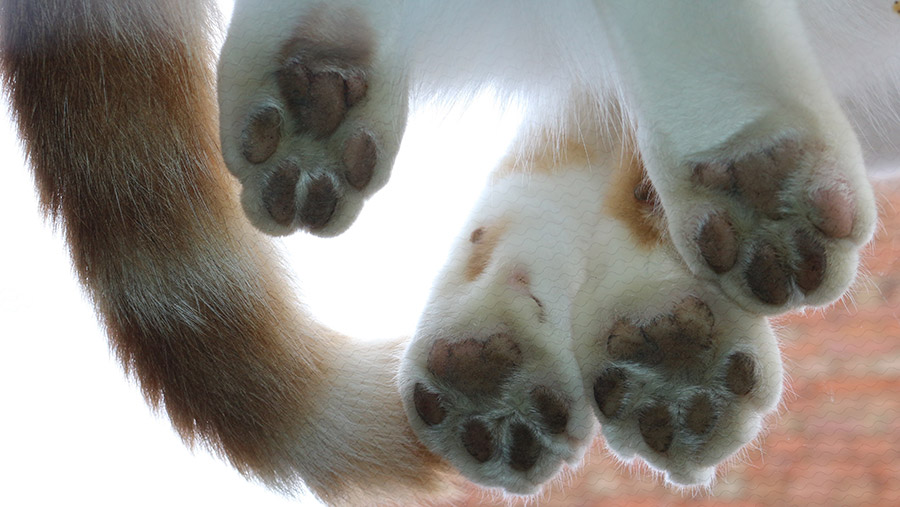Cat paws from under glass table by Elizabeth Cliff