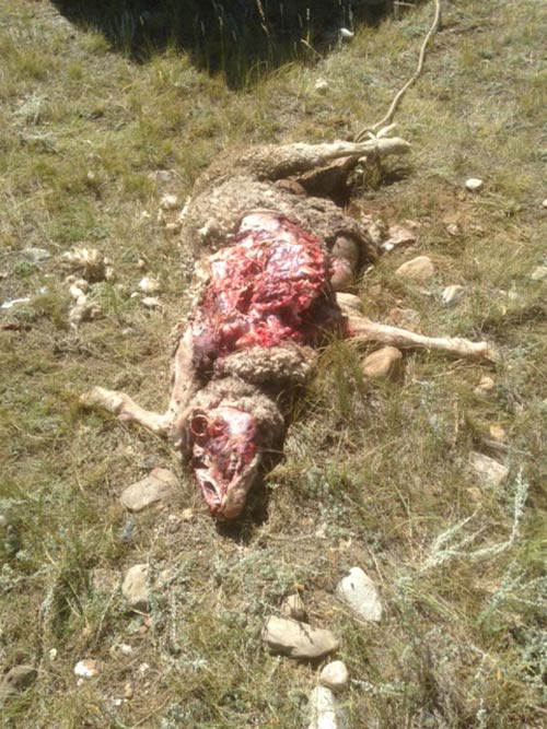 Sheep with head and torso torn open