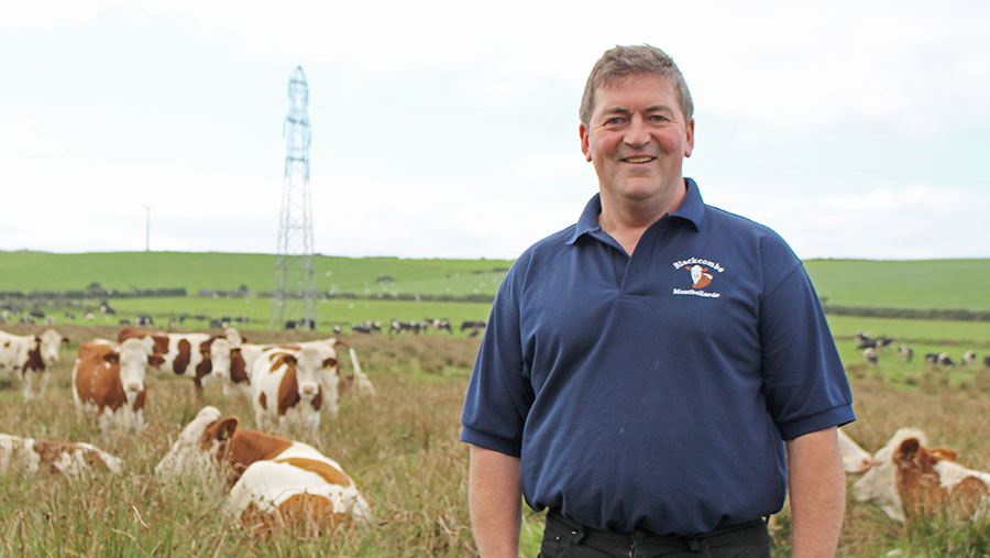 Michael Wilson stands in a field of Montbeliarde cows