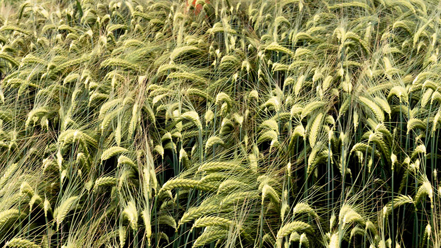 Winter barley variety Gimlet
