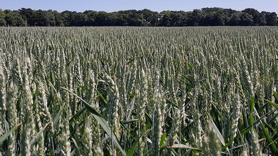 Hexham spring wheat grows in a field
