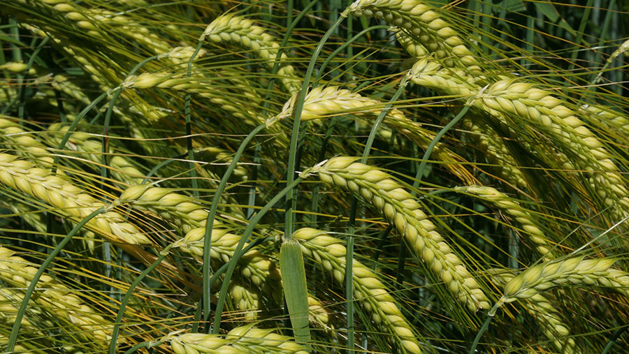 Winter barley variety Valerie