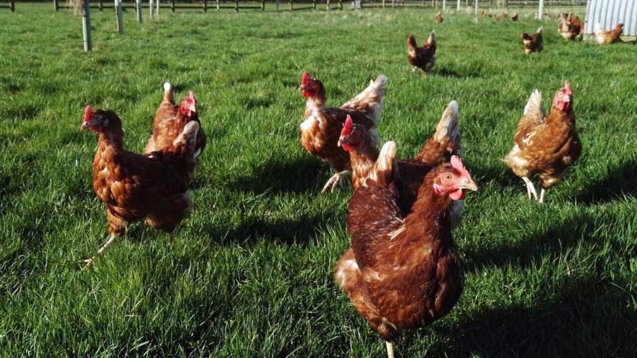 Minskip Farm hens