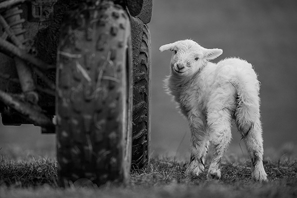 Lamb by Sorcha Lewis