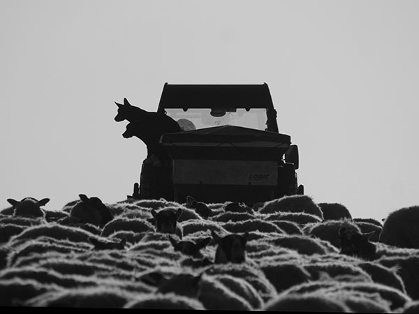 Dogs on a farm truck with sheep