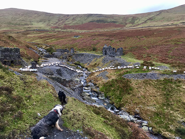 Anna Kerruish dog landscape