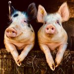 Pigs by Stewart Chapple