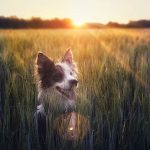 Dog in barley by Manon Fosburgh